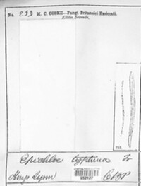 Epichloe typhina image